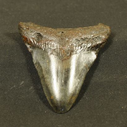 Tooth of carcharodon megalodon, giant shark,...