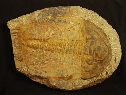 null Important Trilobite Paradoxides 
Cambrien, Maroc 30X20cm