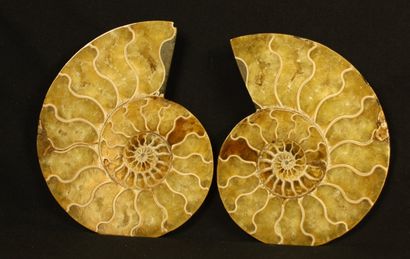 Ammonite sciée polie : Desmoceras cretaceus,...