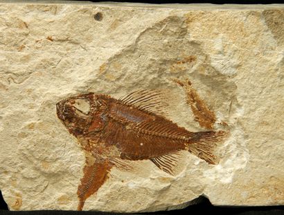 null Fossil fish : Ctenothrissa signifer : 7,5- (8,5x13,5) cm - Hakel (Jbeil - Mount...