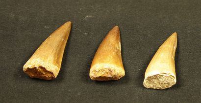 Lot de trois dents de Mosasaurus anceps maestrichtien....