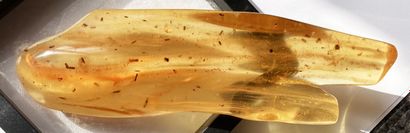 null Important young amber with inclusions of insects: platypes, spiders, flies 
Northern...