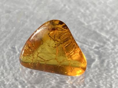 null Amber with insect inclusions: diptera. 
Baltic Sea, Eocene, 44 million years,...