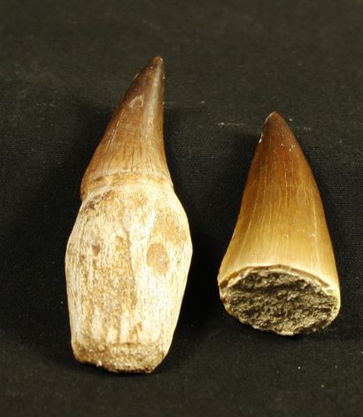 null Lot of two teeth of Mosasaurus anceps maestrichtian. Cretaceous 80 million years...