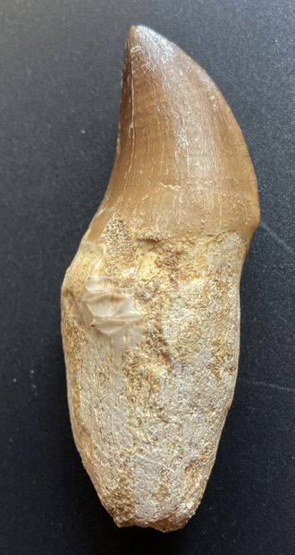 null Tooth of Mosasaurus anceps maestrichtian with its root. Cretaceous 80 Millions....