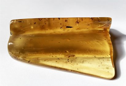 null Superb and important young amber with insect inclusions: flies, mosquitoes,...