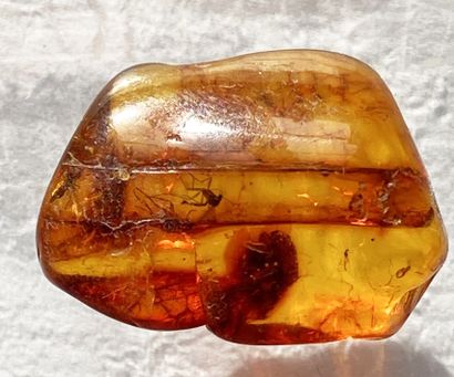 null Amber with inclusions of plants and insects. 
Baltic Sea, Eocene, 44 million...