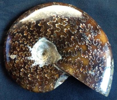Ammonite opalisée : CléonicérasS.P., provenant...