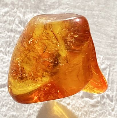 null Amber with insect inclusions: mosquitoes. 
Baltic Sea, Eocene, 44 million years...