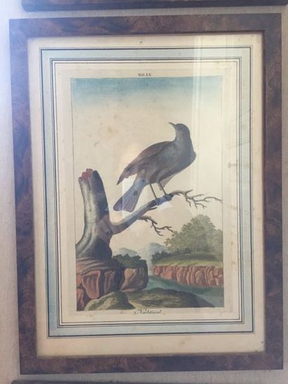 null Oiseaux. 12 gravures en couleur par Wirsing à Nuremberg. 32x21cm