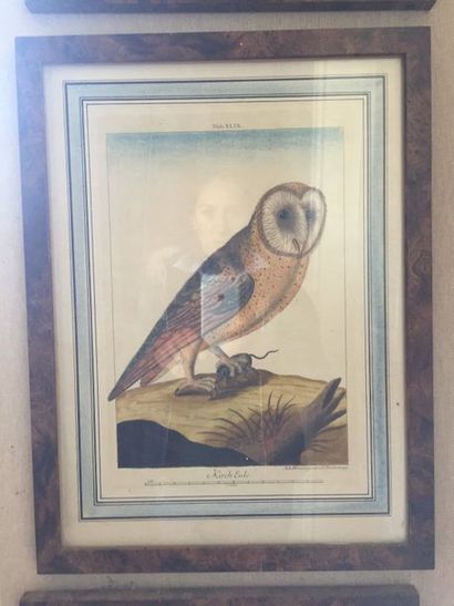 null Oiseaux. 12 gravures en couleur par Wirsing à Nuremberg. 32x21cm