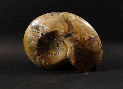 null Goniatite.Parent des ammonites.Env 380 millions d’années.L :9cm.