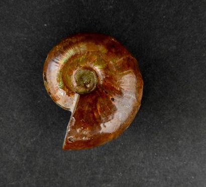 null Ammonite.Opalisation rouge.L:3cm. Crétacé.Env 80 millions d'années.