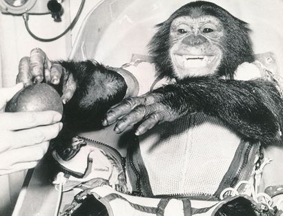 null Nasa. Le célèbre singe vétéran américain de l'Espace "HAM" vient de revenir...