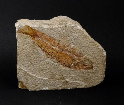 Fossil fish Diplomystus.as it is.Upper Cretaceous.About...