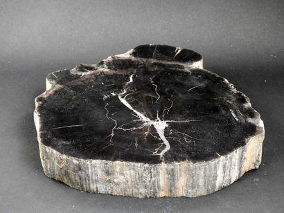 Polished plate of petrified wood from Arizona

16...