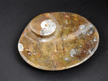 null Ammonite polie en forme de coupelle

12,5 cm