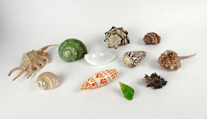 Beautiful shell set