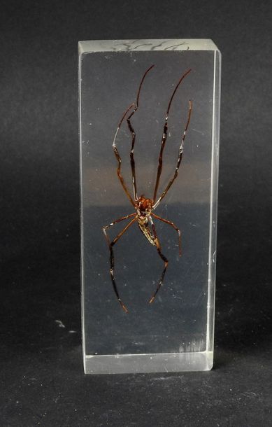 null Curieuse araignée exotique sous résine.L :9cm.