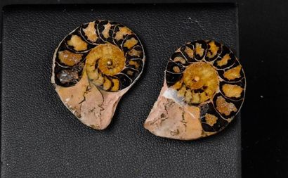null Ammonite in two fossilized on the surface resulting from the partial pseudomorphosis...