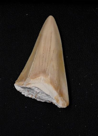 null Dent de requin prédateur géant fossile aradicique.

Crétacé supérieur.l :4,5(cm.

Env...