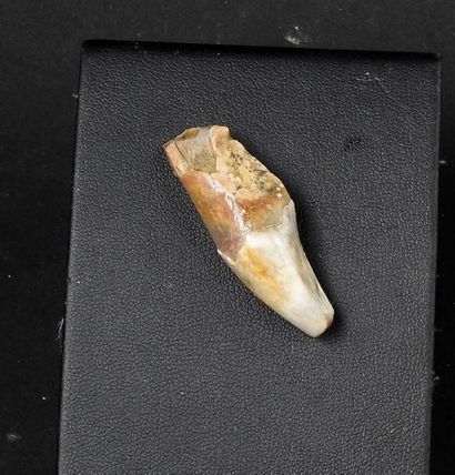 null Fossil Cave Bear Tooth.Extinct over 10,000 years ago.Eastern Europe.Used by...