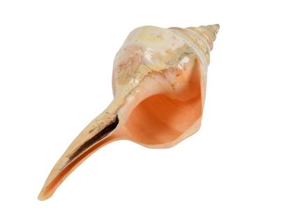 null Coquillage Syrinx aruanus poli. Australie.
L 53 cm