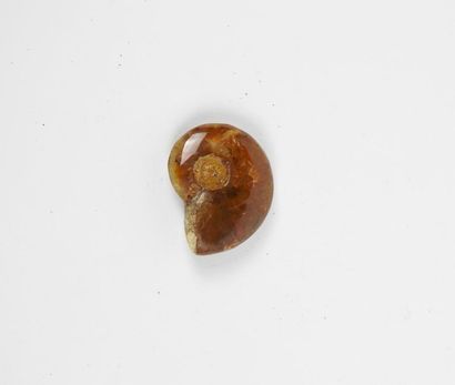 null Ammonite opalisée

rouge.Crétacé.Env 80 millions d’années.Madagascar.L:3cm.