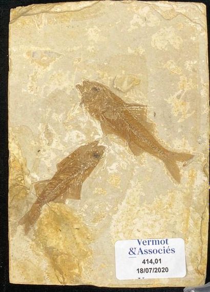 null Deux poissons fossiles Dapalis macrurus.Env 40 millions d’années.Oligocène sur...