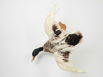 null Canard colvert (Anas platyrhynchos) (NR): spécimen mâle naturalisé ailes écartées...