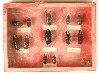 null Boîte entomologique vitrée contenant 12 spécimens d

e Coléoptères Lucanidae...