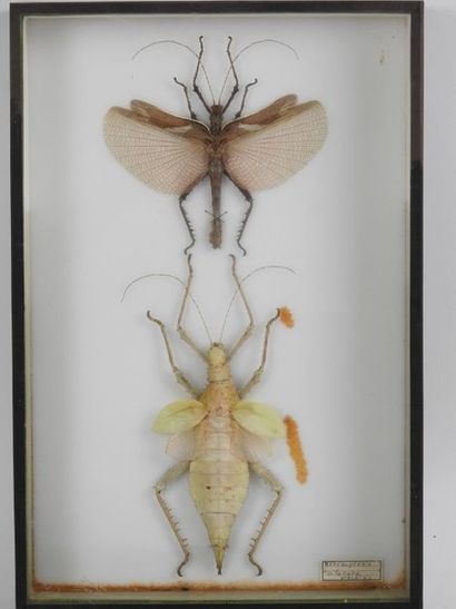 null Boîte entomologique vitrée contenant 2 spécimens de Phasmidae Heteropterix dilatata

Spécimens...