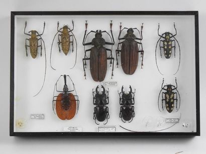 null 28	Boîte entomologique vitrée contenant 8 spécimens de Coléoptères Lucanidae,...