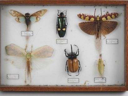 null Boîte entomologique vitrée contenant 6 spécimens de Coléoptères Cicadidae, Buprestidae,...