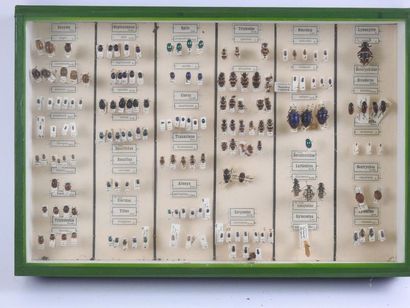 null Boîte entomologique vitrée contenant plus de 50 spécimens de Coléoptères Cerambycidae,...