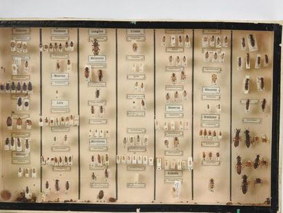 null Boîte entomologique vitrée contenant plus de 50 spécimens de Coléoptères Carabidae,...