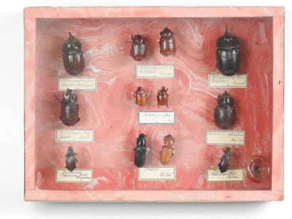 null Boîte entomologique vitrée contenant 12 spécimens de Coléoptères Lucanidae dont...