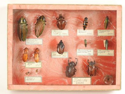 null Boîte entomologique vitrée contenant 14 spécimens de Coléoptères Buprestidae,...