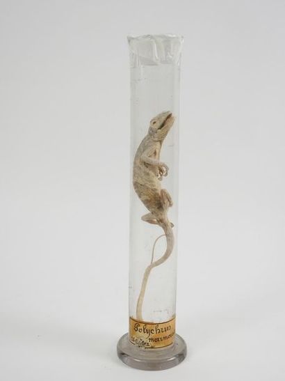 null Polychre caméléon (Polychrus marmoratus) (NR) : spécimen de reptile présenté...