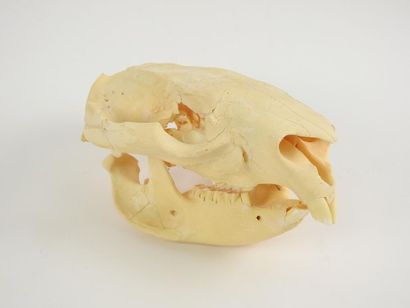 null Wombat (Vombatus ursinus) (NR) : crâne avec dentition et mandibule inférieure...