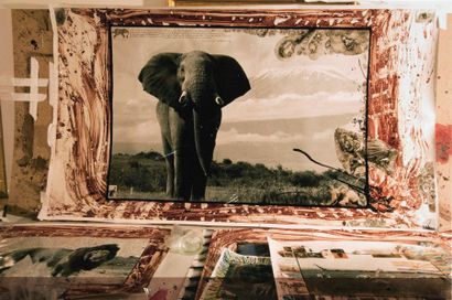 Peter Beard (1938-2020) 
Elephant
Tirage argentique
Pièce unique 13 x 19,5 cm à vue
Les...