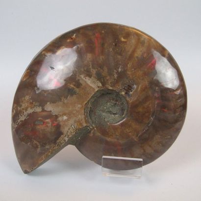 null Grande ammonite iridescente (Desmoceras cretaceus). L 12cm. Ammonite dite «opalisée»....
