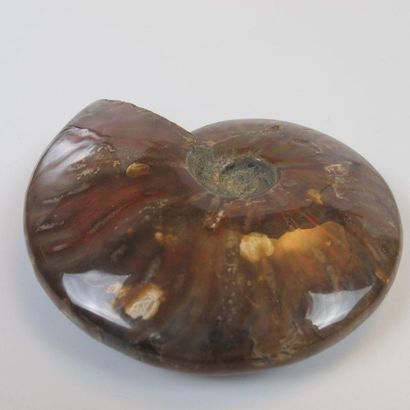 null Grande ammonite iridescente (Desmoceras cretaceus). L 12cm. Ammonite dite «opalisée»....