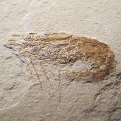 null Crevette fossile (Carpopennaeus callirostris). Calcaire. L 9.5 cm (plaquette)....