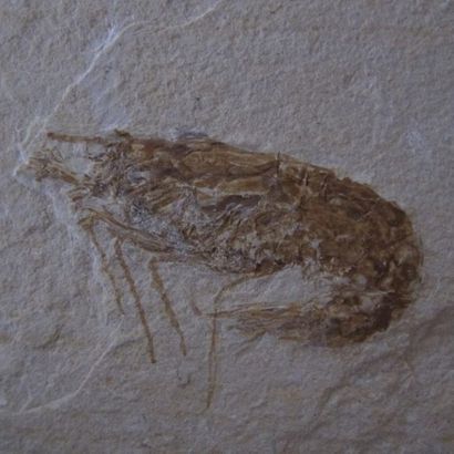 null Crevette fossile (Carpopennaeus callirostris). Calcaire. L 9.5 cm (plaquette)....