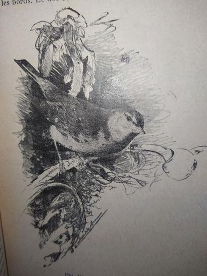 MOREAU Henri L' Amateur d'oiseaux de volière. Nouvelle édition, contenant 55 figures...