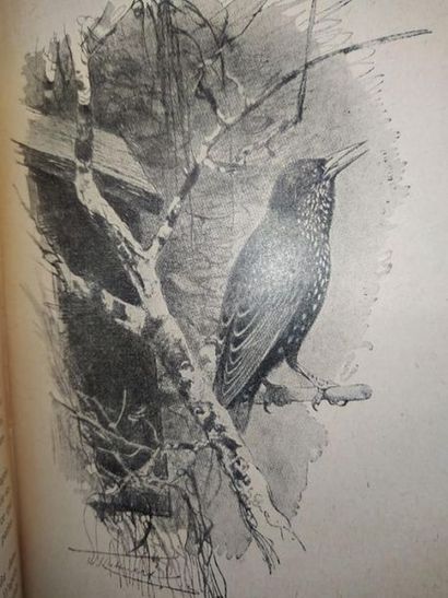 MOREAU Henri L' Amateur d'oiseaux de volière. Nouvelle édition, contenant 55 figures...