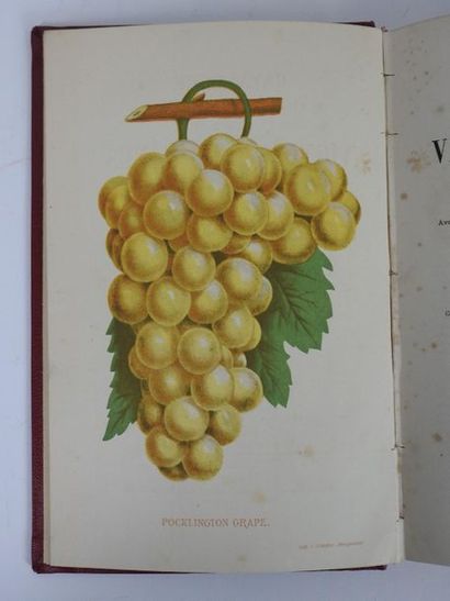 null PETIT-LAFITTE (A.): La Vigne dans le Bordelais. Histoire - Histoire naturelle...