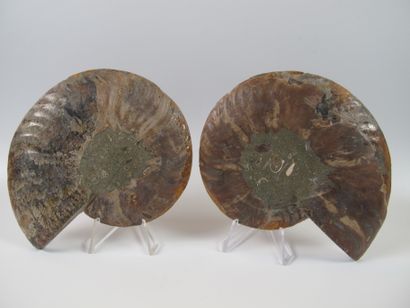null Grande ammonite nacrée iridescente sciée polie. L 13cm. Loges cristallisées....