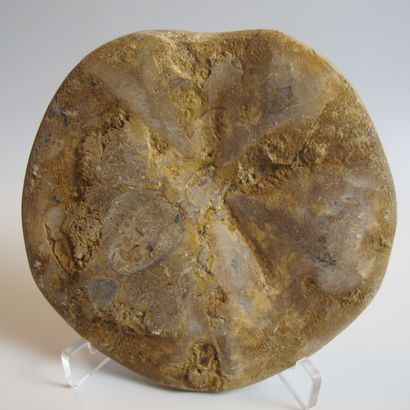 null Grand oursin plat fossile (Pygurus). L 9.5cm. Madagascar. Jurassique. 150 à...